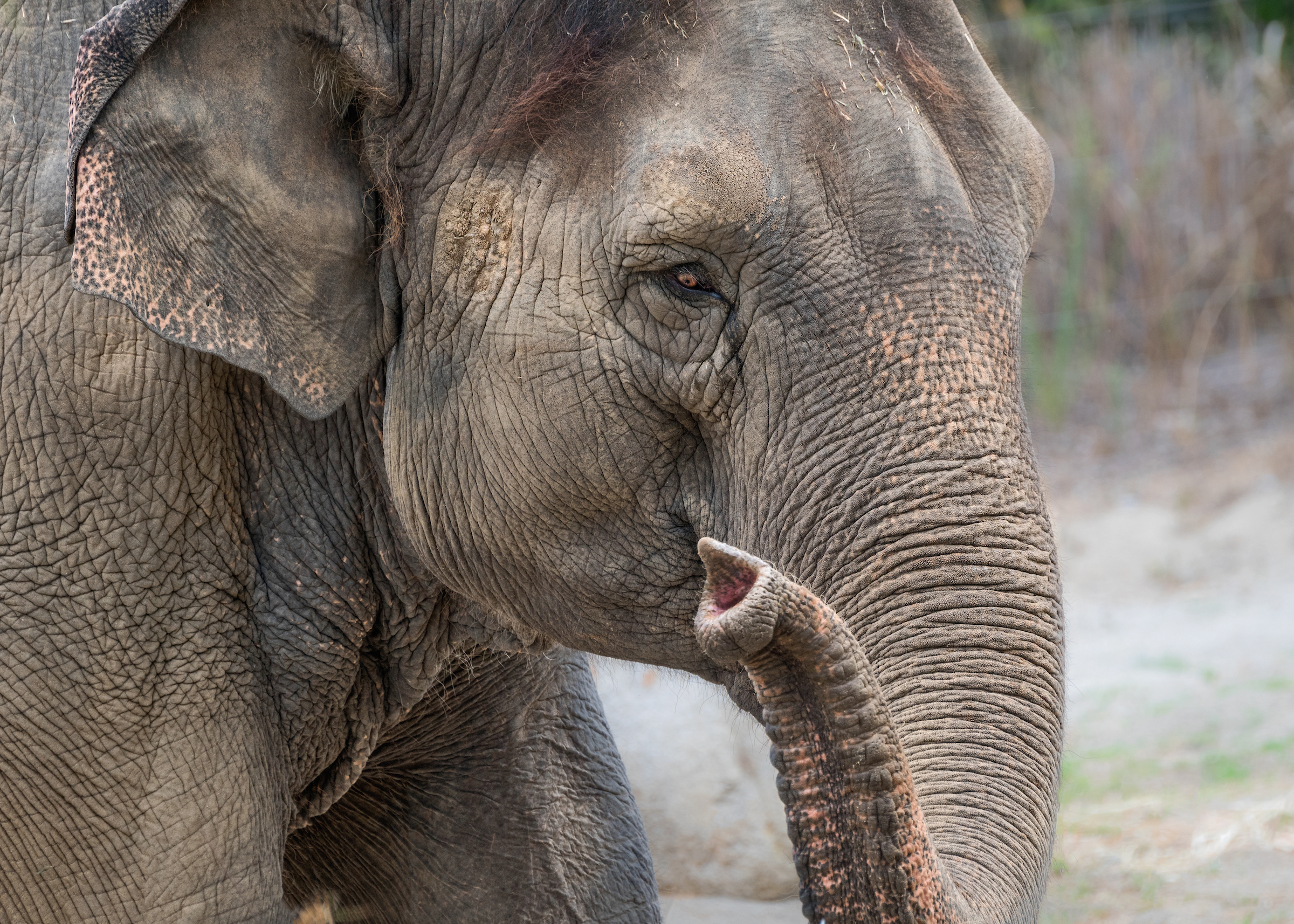 Shaunzi, LA Zoo's 53-Year-Old Female Asian Elephant, Has