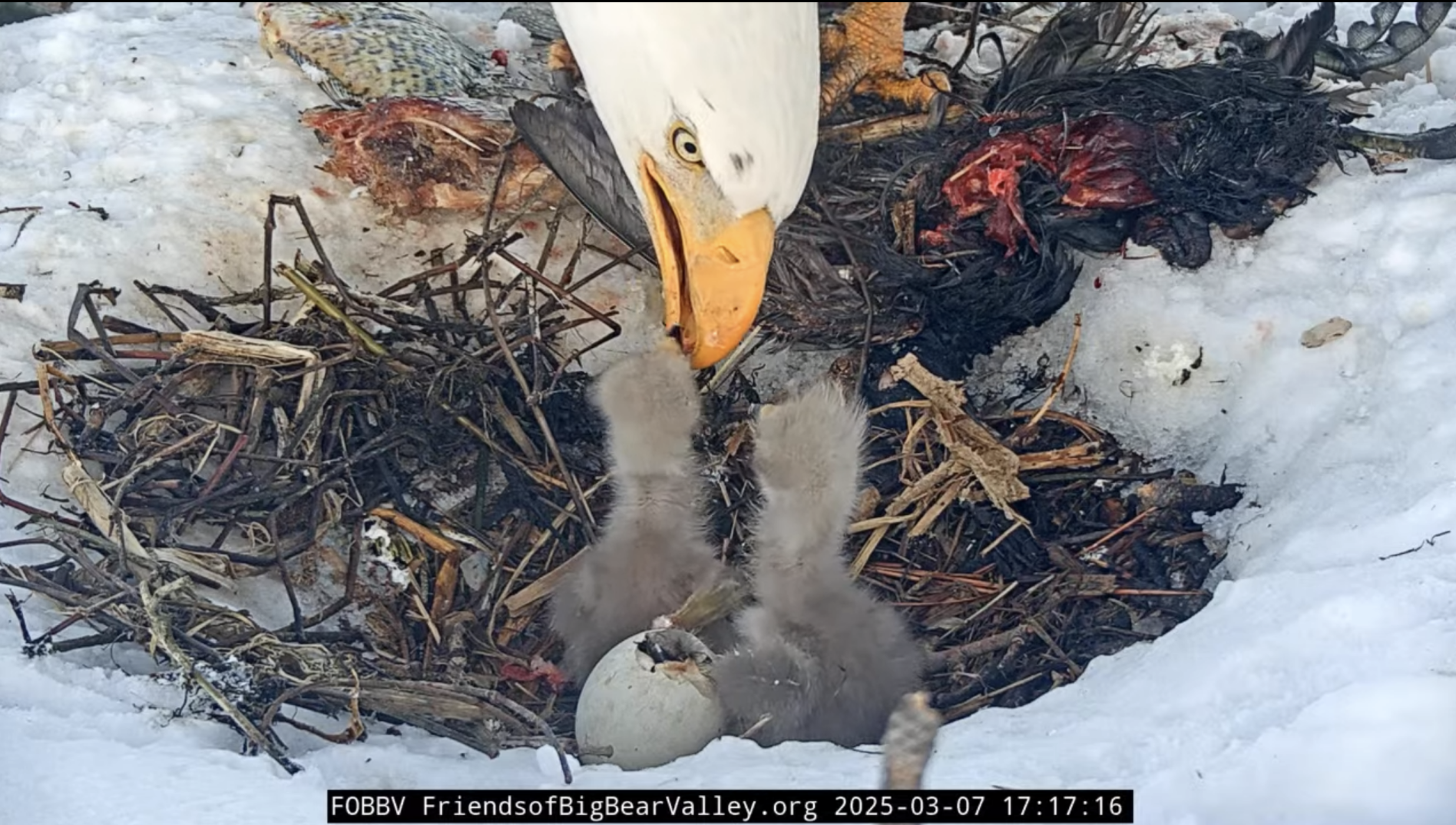 Eaglet watch: Third chick is breaking through shell in Jackie and