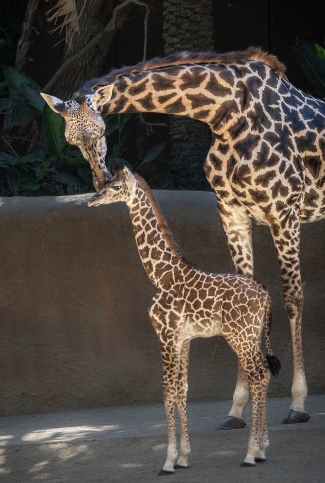 West African Giraffe Baby