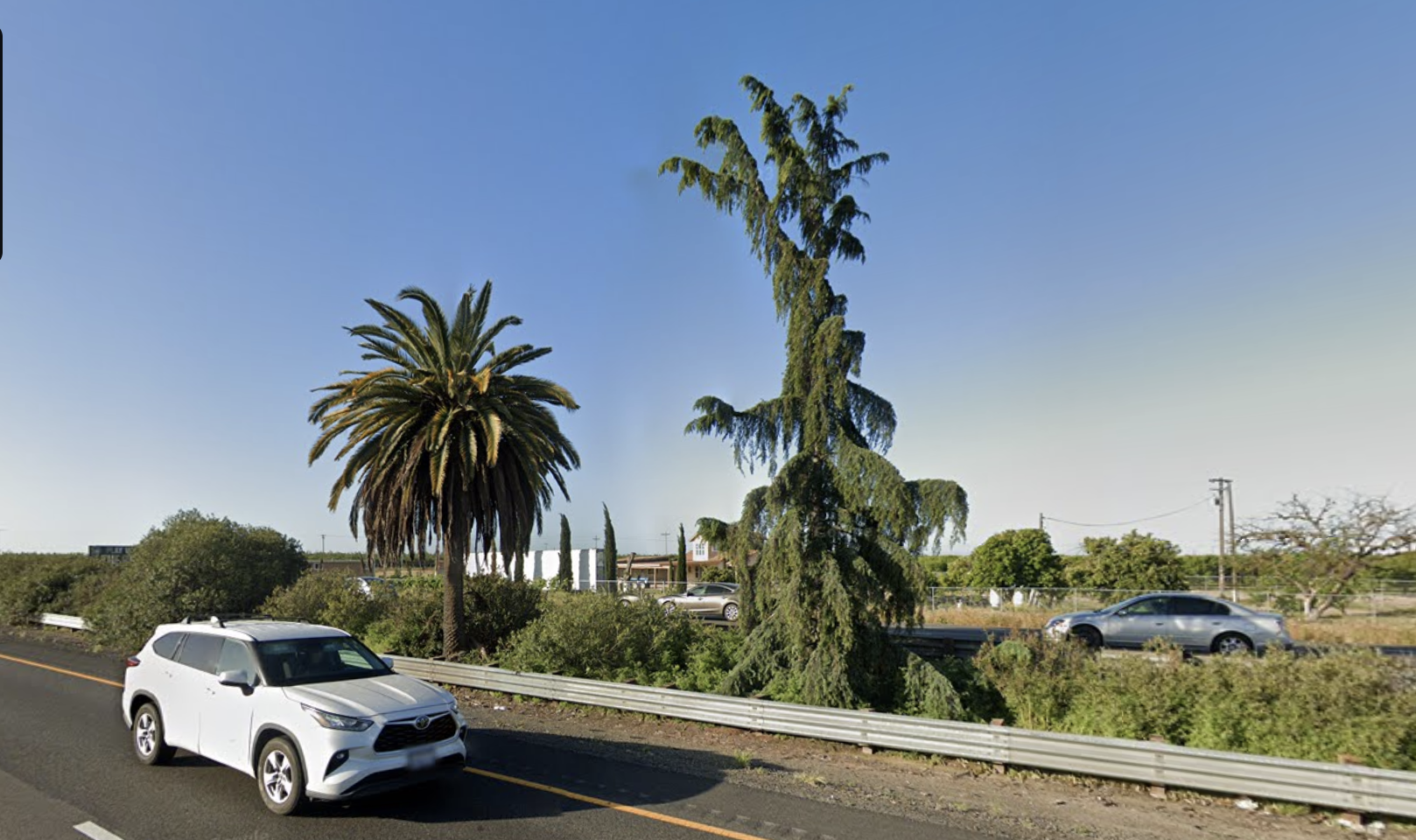 Palm & Pine