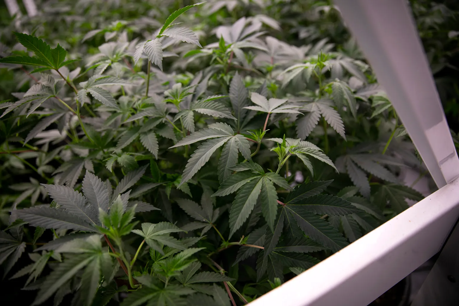 laist.com - Jordan Rynning - LA cannabis businesses with unpaid taxes can stay open another year