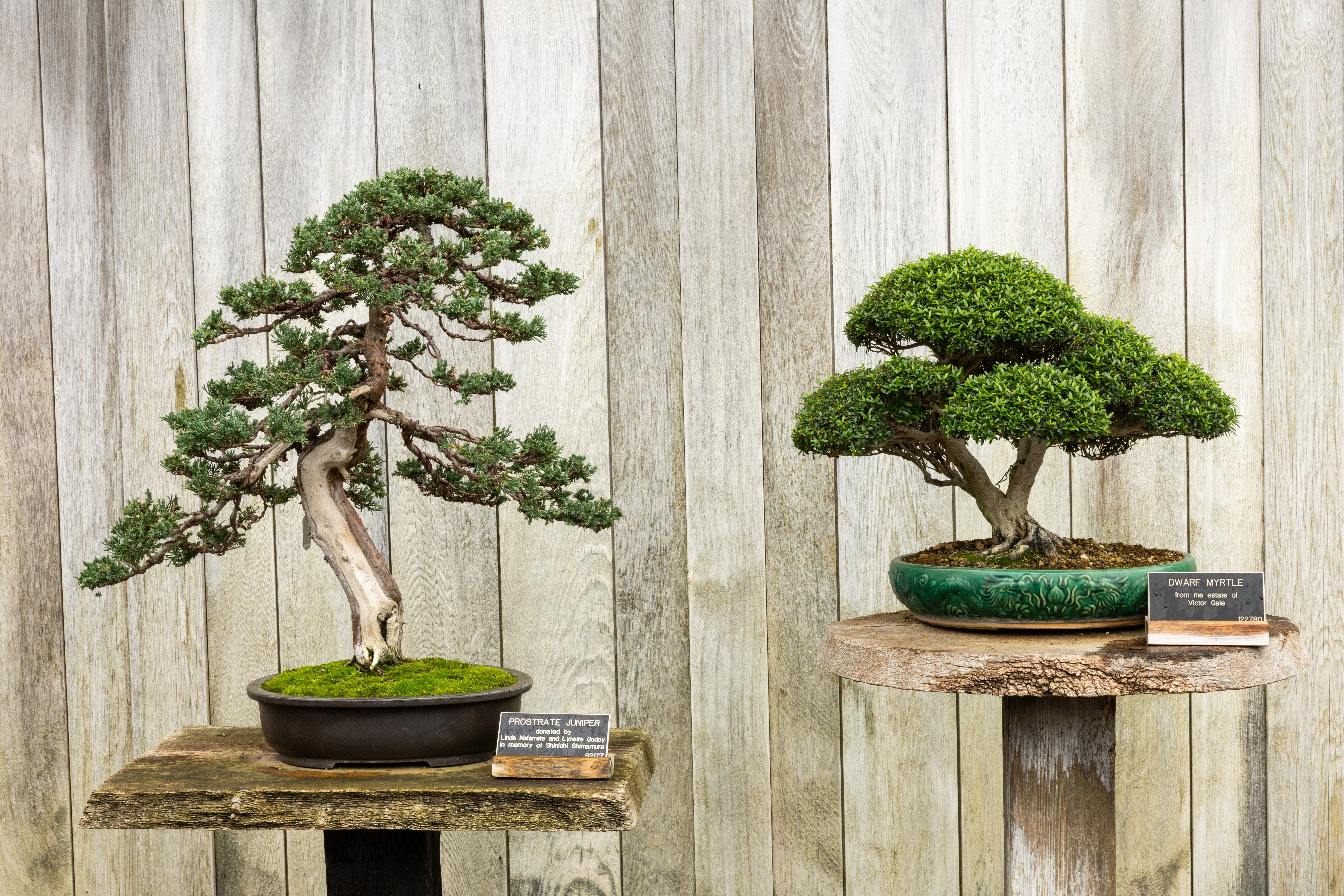 Tiny centuries-old trees? The Huntington gears up for its annual Bonsai  Celebration | LAist