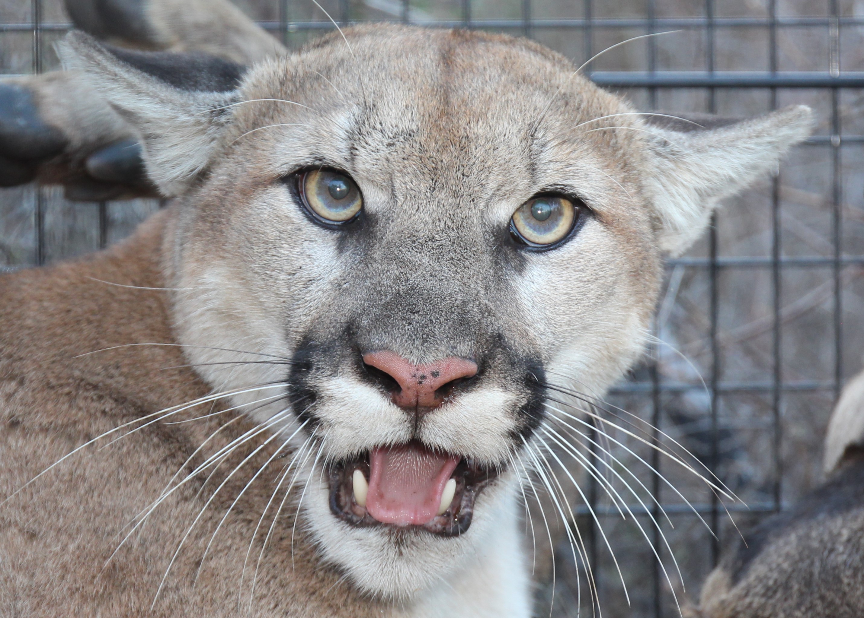 Why the recent capture of mountain lion P-129 is a big deal for