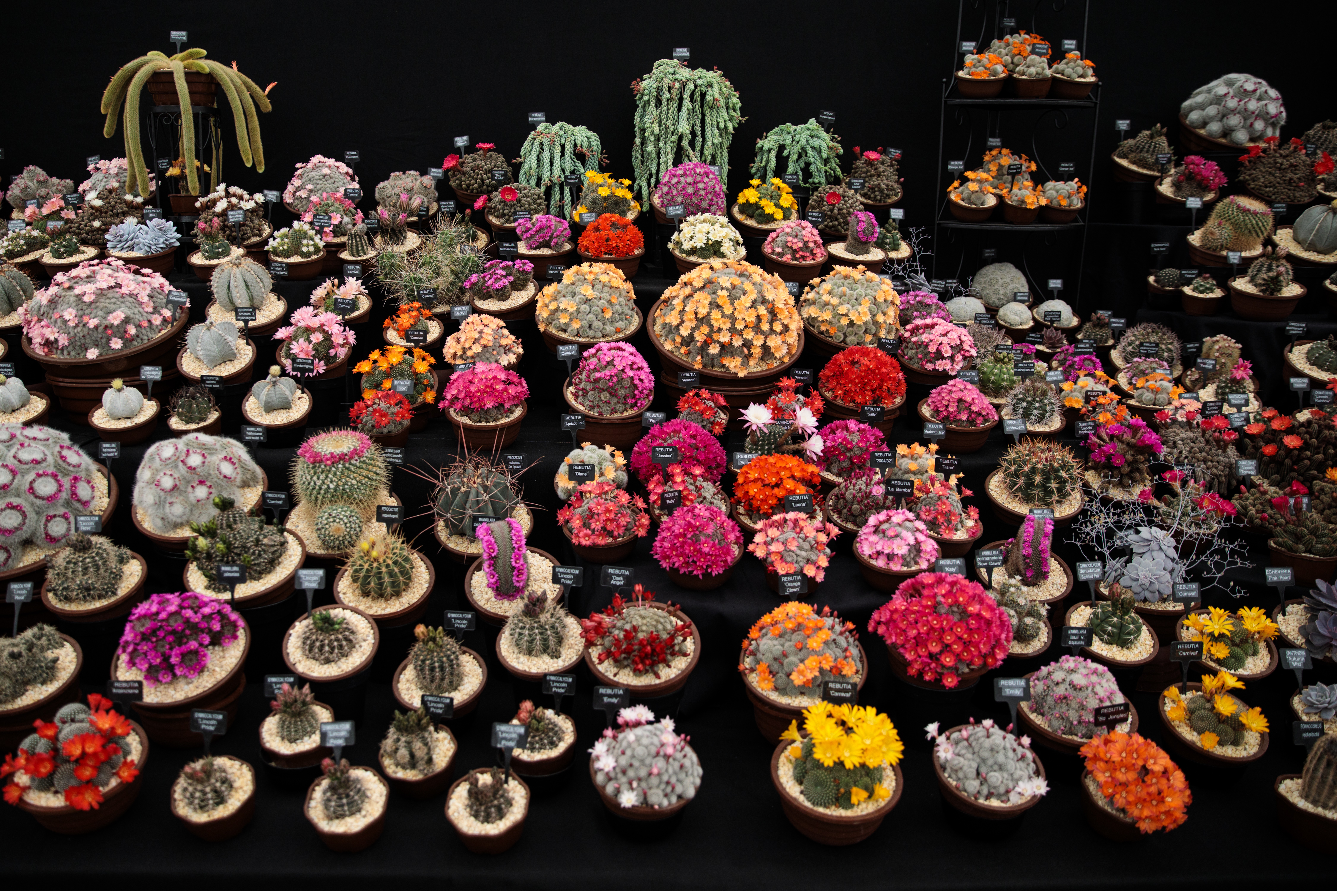 Love succulents? Join one of Southern California's many clubs | LAist