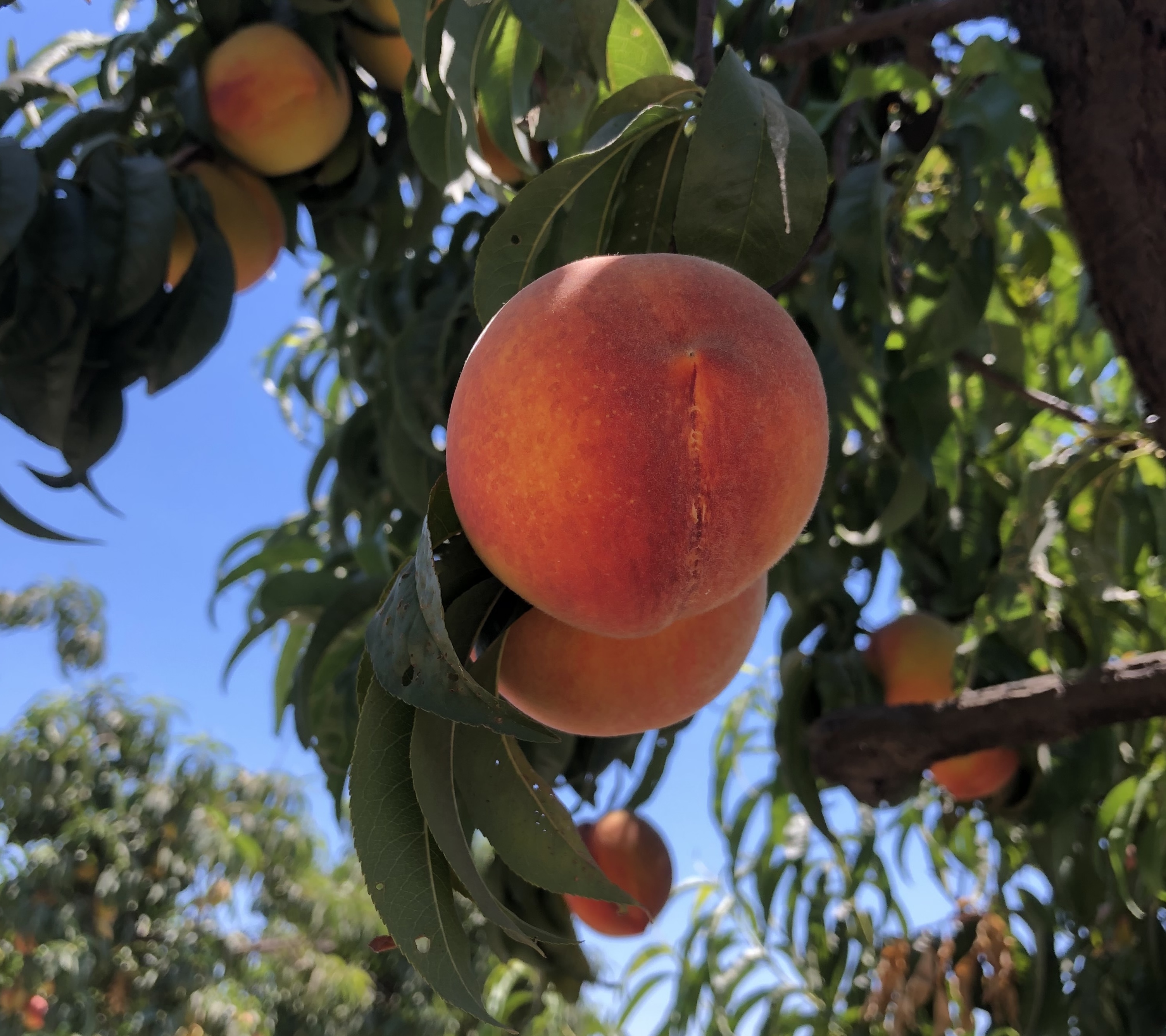 laist.com - Gab Chabrán - Adopt an heirloom peach tree at this Fresno County farm. Just have a plan for 250 pounds of fruit