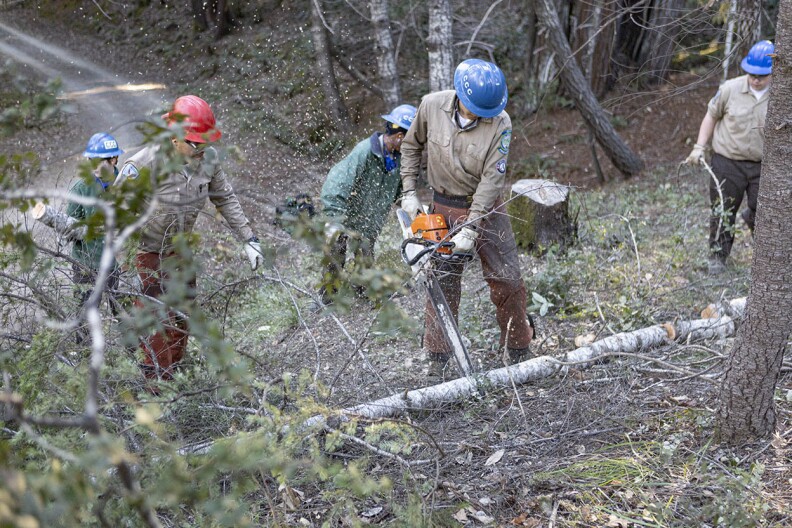 A worker in a hardhat uses a chainsaw to cut a small downed tree as other workers clear brush in the background beside a a hilly forest road.