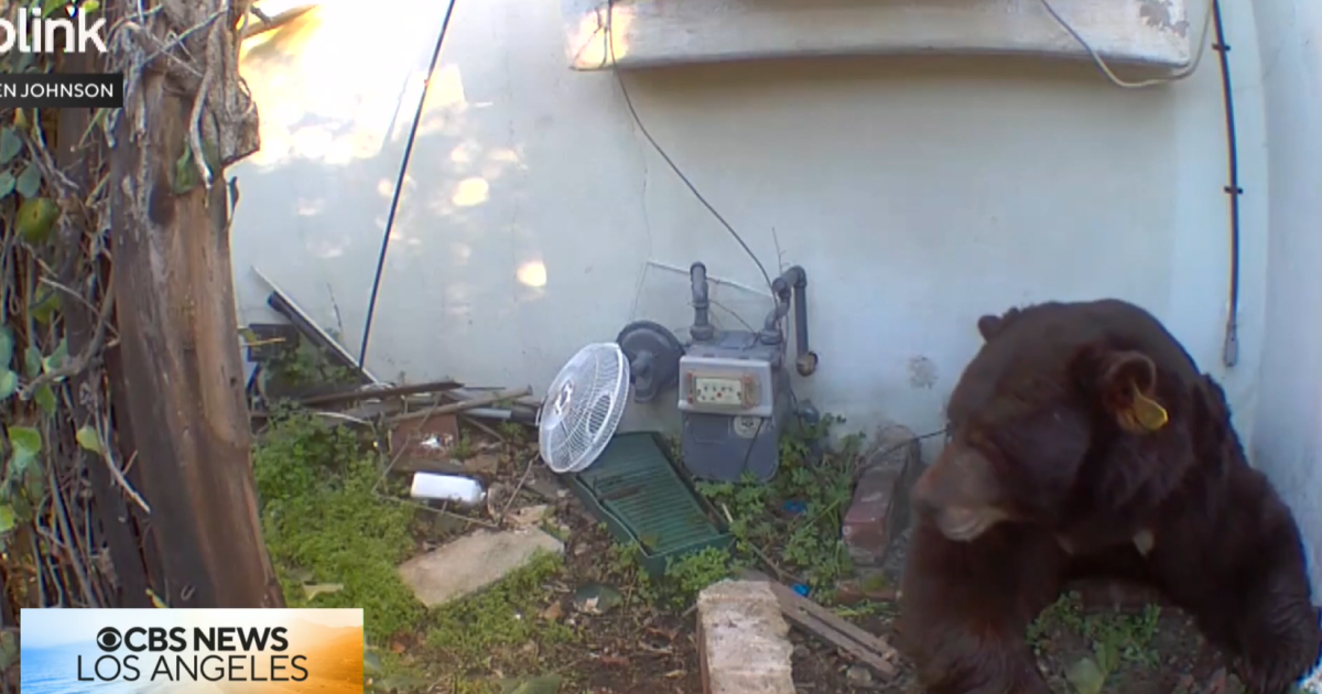Bear Nuisance or Human Error? Why Barry the 550-Pound 'Homeless' Bear Just Won't Leave Altadena