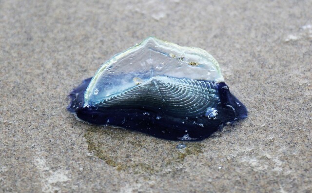 A blue gelatinous object sits in the sand