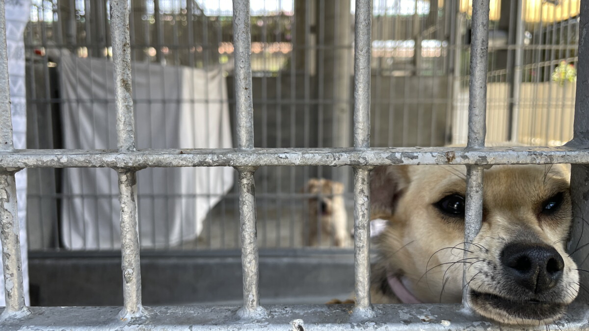 Add a Furry Member to Your Family with Our Comprehensive Guide to Dog Adoption in Southern California - Vimarsana News