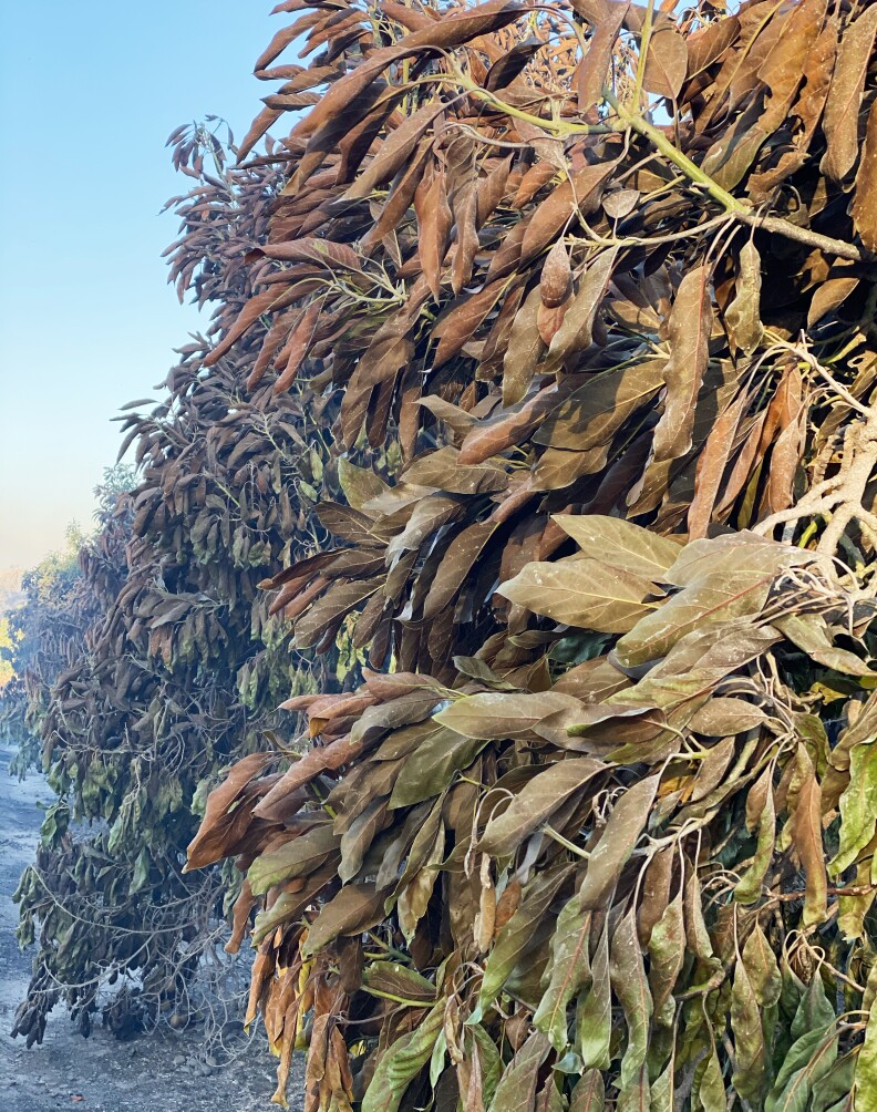 An image of charred leaves in a row of an avocado grove.