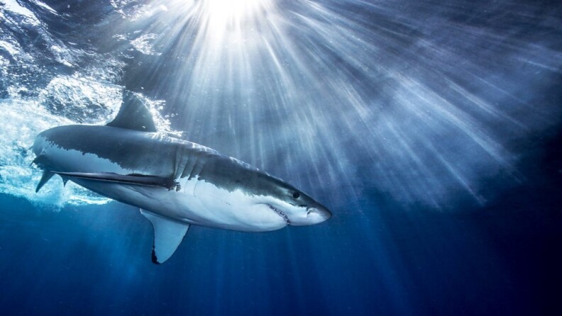 Still from the BBC series, Shark. It's one of the titles we talk about on The Binge.