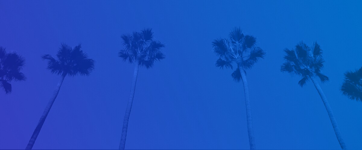 Palm Trees