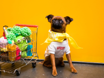 A small pug chihuahua mix dog poses in a "Pupreme" shirt and yellow neckerchief. Next to the dog is a small grocery basket of stuffed toys.