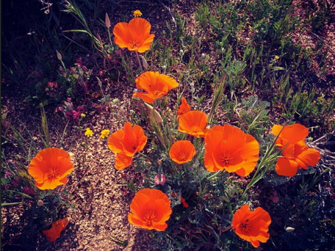 Some poppies remain, reports Kim Cooper of Esotouric bus adventures. 
