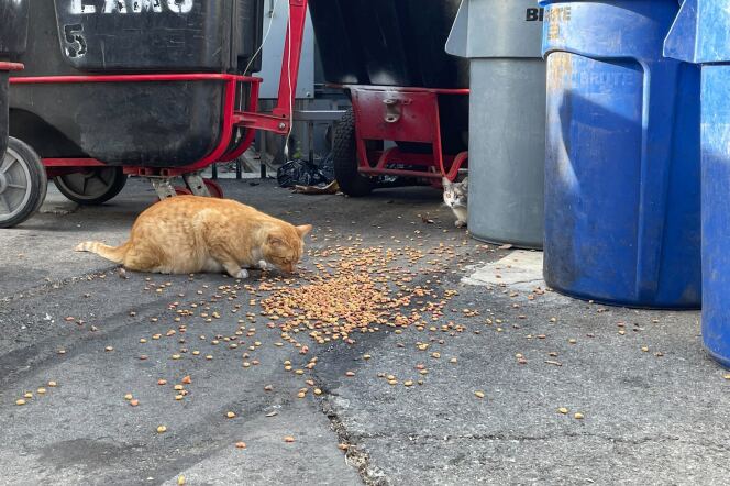 An orange cat feeds from a pile of dry cat food poured onto asphalt near trash cans. A gray cat hides behind a trash can, looking on. The letters "LAMC" are visible on a nearby plastic container on wheels.