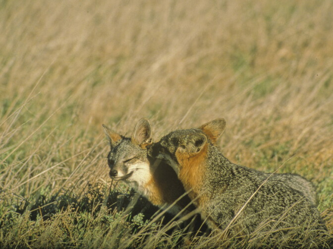 Santa Cruz Island foxes are shown kissing in the wild on Santa Cruz Island, Channel Islands, California in this photo shared by the U.S. Fish and Wildlife Service.
