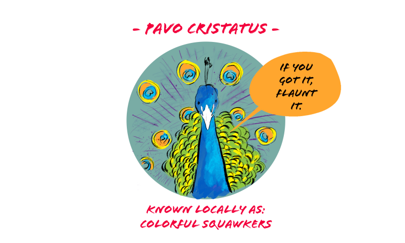 Drawing of a peacock with its colorful tail. Text reads pavo cristatus and known locally as: colorful squawkers. Speech bubble reads if you got it, flaunt it