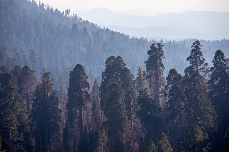 A hazy skyline view of a forest full of huge trees.