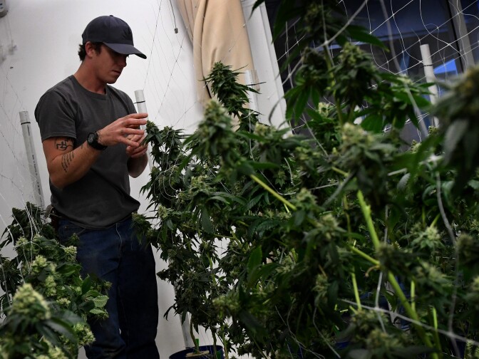 A worker tends to cannabis plants growing at the Perennial Holistic Wellness Center, a marijuana dispensary in Los Angeles, California, on March 24, 2017. 