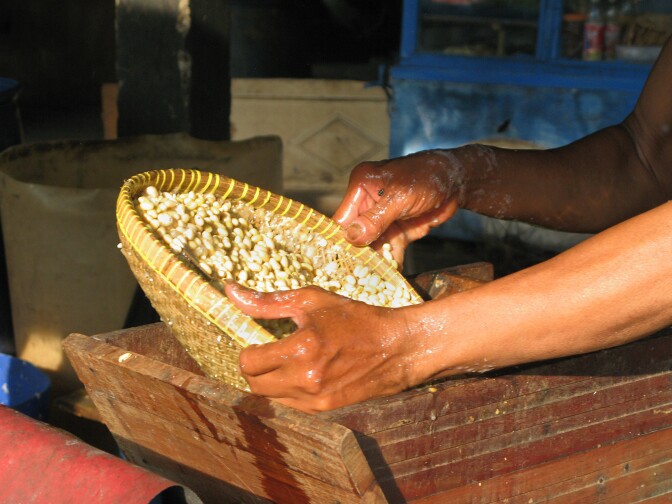 Tempeh is a mildly fermented soybean cake common in the Indonesian diet. Production starts with the washing and husking of beans.