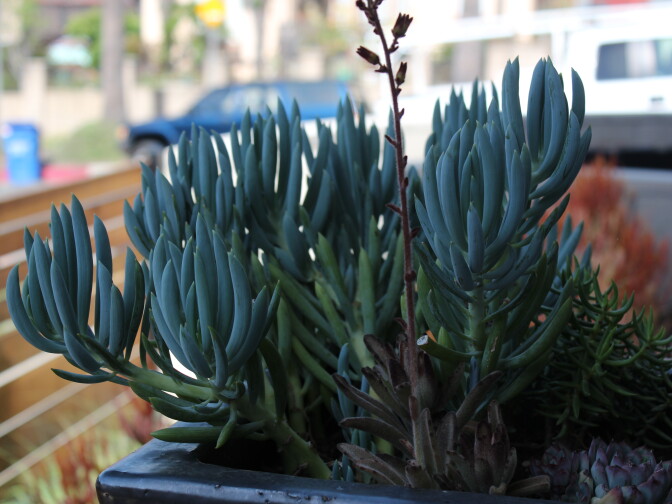One reason new homes built in California today are twice as efficient as they were in 1980 is drought-tolerant landscaping. 