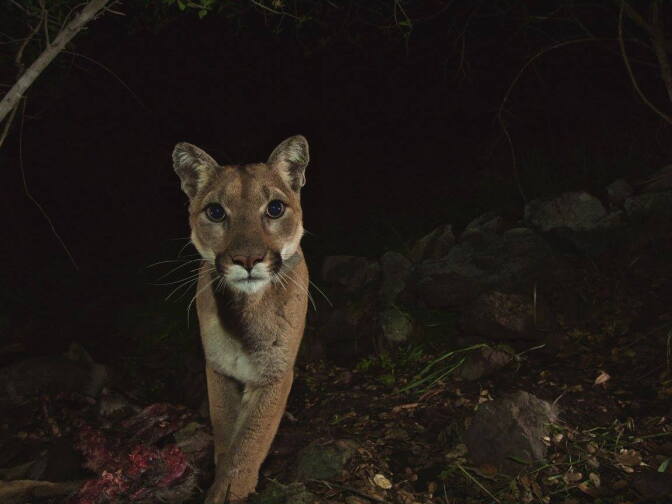 Mountain lion P-19 roams the Santa Monica Mountains. She was recently spotted by remote camera at the western end of the mountain range.