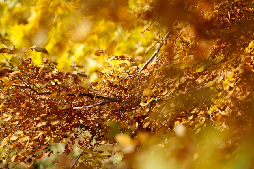 Autumnal leaves are seen in Kew Gardens on November 16, 2016 in Kew, England.