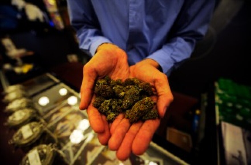 The manager of Sunset Junction medical marijuana dispensary holds up marijuana plant buds in Los Angeles, California. 