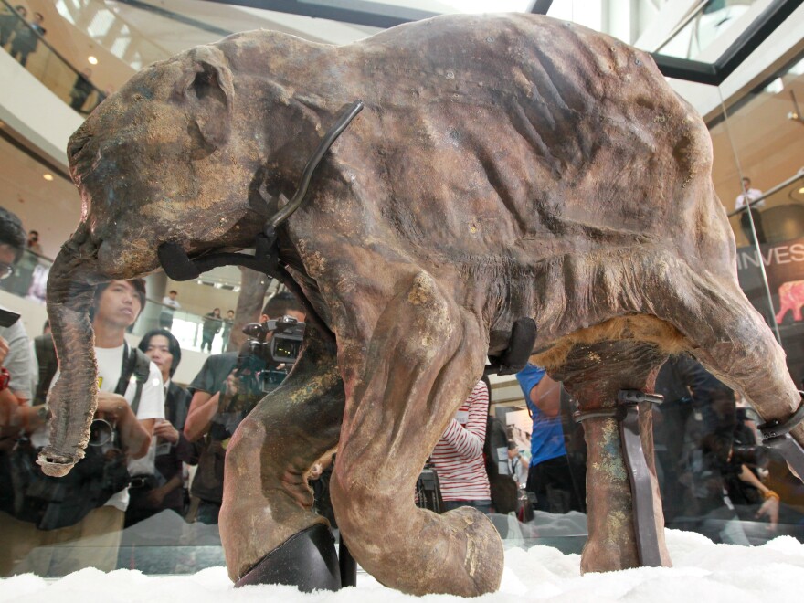 The body of Lyuba, a baby woolly mammoth that lived about 42,000 years ago on the Yamal Peninsular of Siberia, is exhibited in Hong Kong.