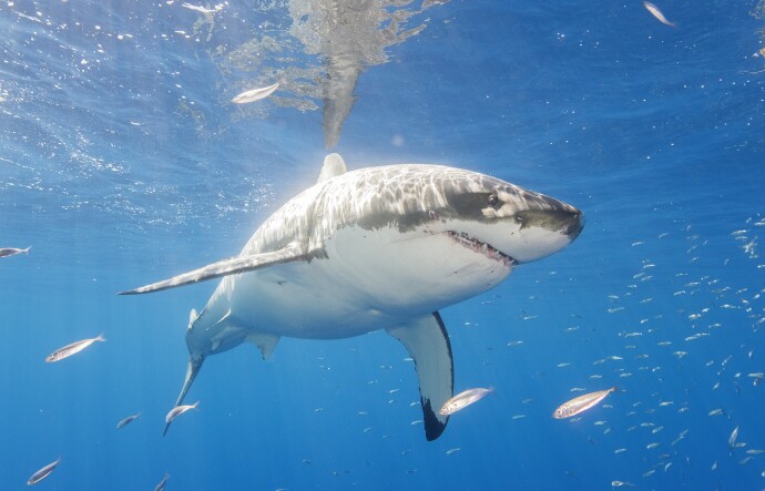 The Largest Great White Shark Tagged by OCEARCH Pings in Unusual Spot