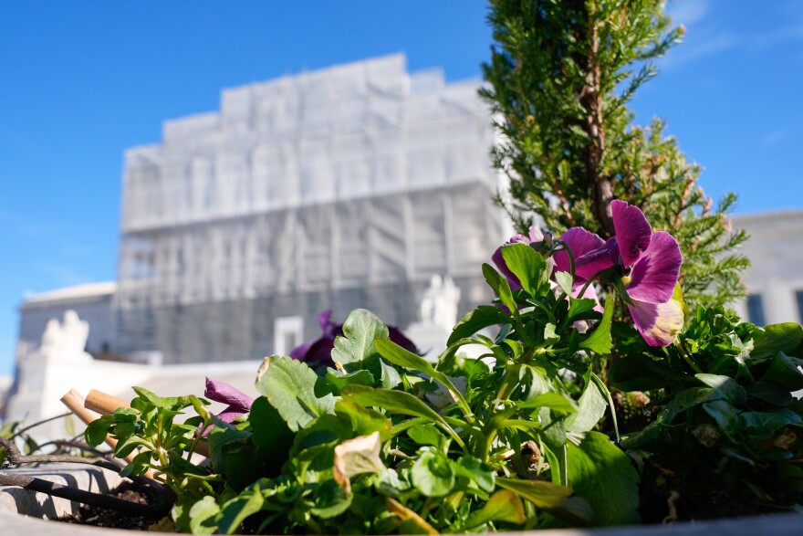 Flowers and plants grow front a pot in the foreground. The U.S. Supreme Court, out of focus in the background, has a tarp over it as its under construction.