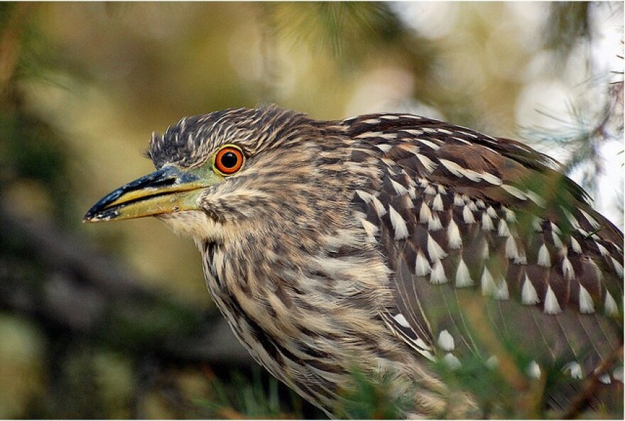 heron-bird-ficus.jpg