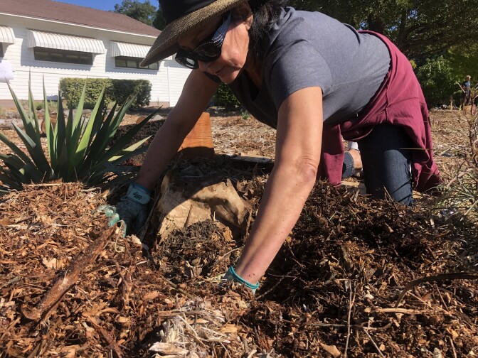A woman wearing a short-sleeve blue-gray shirt, wide-rimmed hat, jeans and a maroon sweatshirt tied around her waist digs through mulch on hands and knees. She wears turquoise gardening gloves and black sunglasses. 