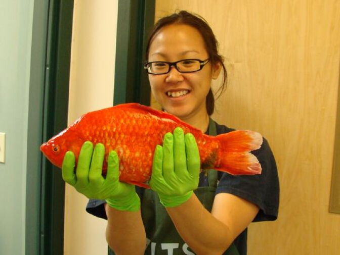 University of Nevada, Reno researcher Christine Ngai holds a goldfish found in Lake Tahoe.