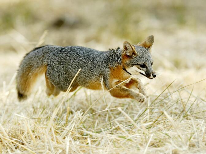 A Santa Catalina Island fox pup dashes into the wilderness after being released Tuesday, Nov. 25, 2003, on Santa Catalina Island, Calif. The Catalina Island Conservancy released 10 captive-bred pups from one breeding season in an effort to reestablish the subspecies.