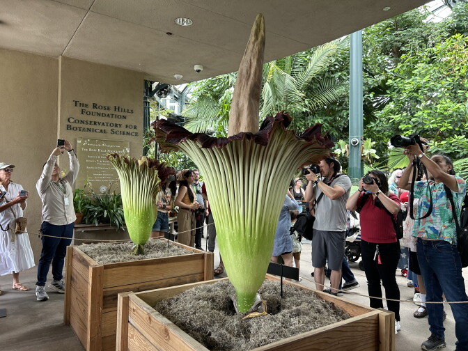 Two massive corpse flower plants are blooming in large wooden boxes on the ground. A crowd of people are lined up in front of the plants taking pictures on their phones and cameras.