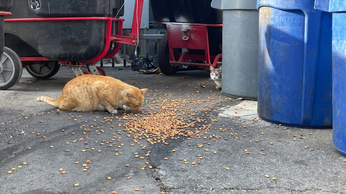Meet The LA Memorial Coliseum's Rat-Catching Crew of 25-30 Feral Cats - Vimarsana News