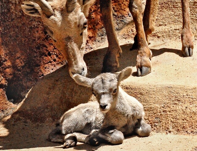 baby-longhorn-sheep.jpg
