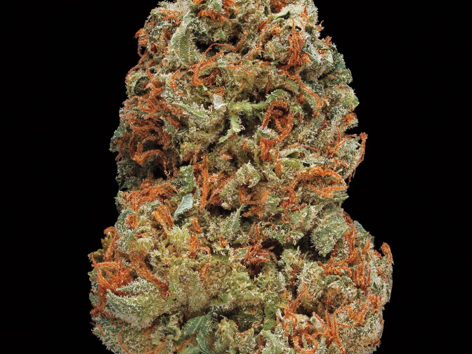 Skunk #1. Smell/taste: skunky, pungent, acrid. Common effects: uplifting. Top medicinal uses: stress and anxiety.