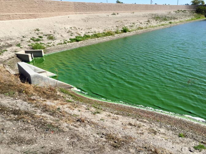 Toxic algae blooms can appear as blue-green foam on the surface of water as shown in this photo of the San Joaquin Marsh in Irvine.