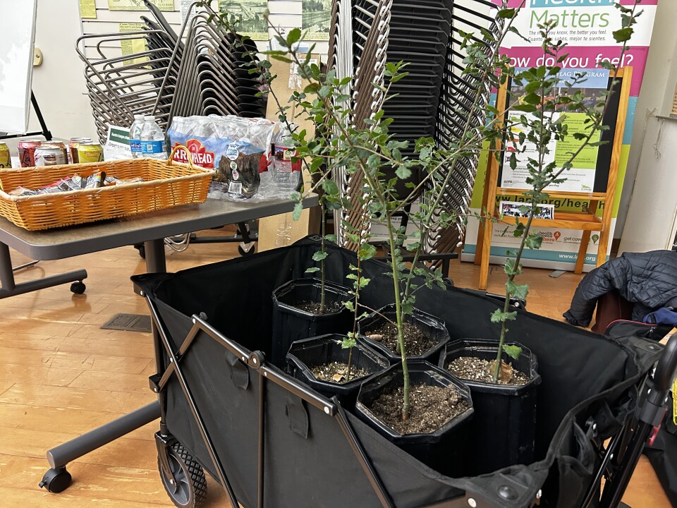 Five oak saplings in containers in a large black wagon in a well-lit room. 
