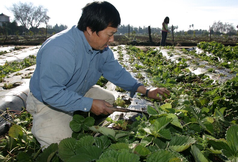 Farmer Fong Tching thins out his strawberry plants before spring Friday, Dec. 23, 2005, in Fresno, Calif. Hmong farmers like Tching is an ethnic Hmong, a tribe from the hills of Southeast Asia with agriculture in its blood. Many like Tching are facing numerous challenges including stricter regulations and labor shortages as their children abandon the family's agricultural traditions for more lucrative jobs. 