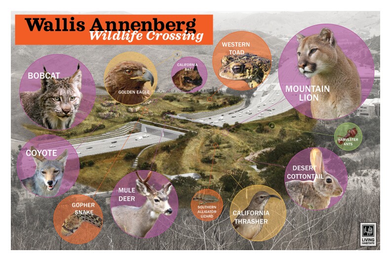 pictures of various animals, including a bobcat, a western toad, a mule deer and a gopher snake, are in purple circles laid around an image of the wildlife crossing