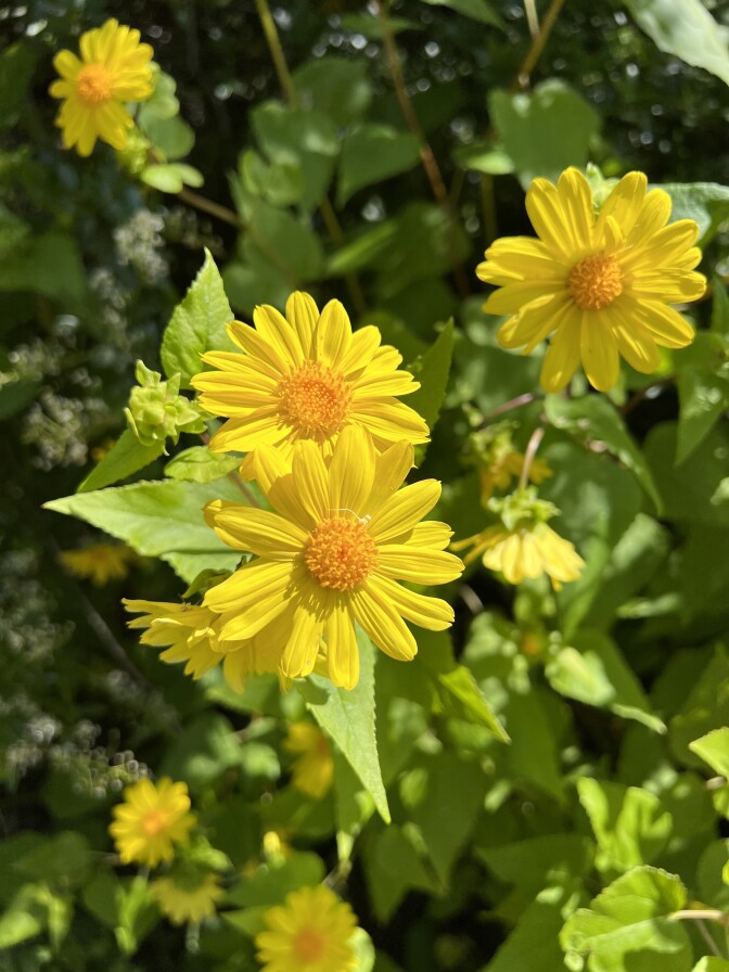 Close up shot of wild yellow daisies on a bush. 