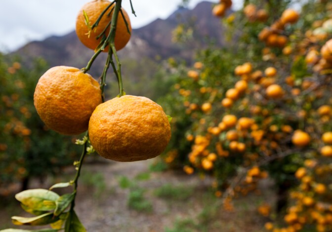Tangerines in drought ridden Ojai.