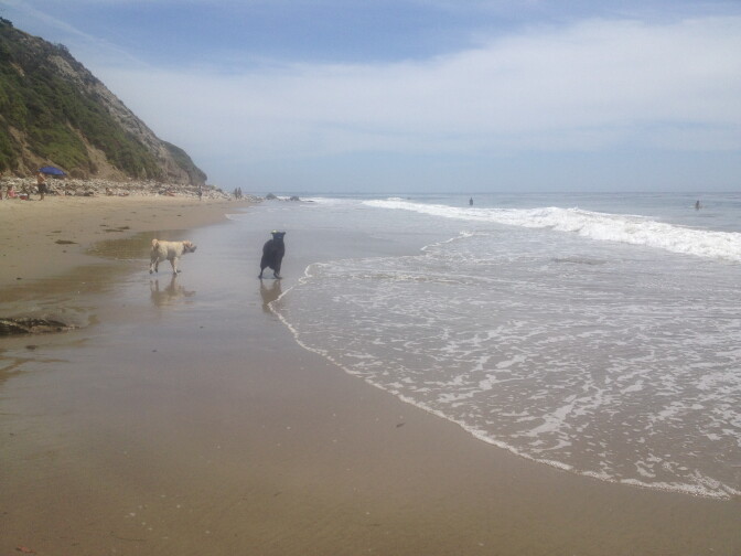 Dogs are not allowed on Los Angeles County run beaches. A task force has been formed to crack down on this and other beach violations. 