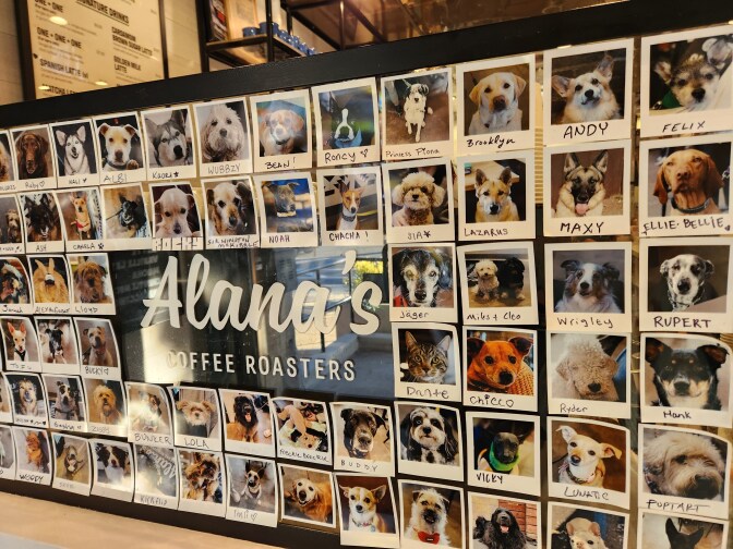 A wall full of polaroids of dogs, with their names underneath.