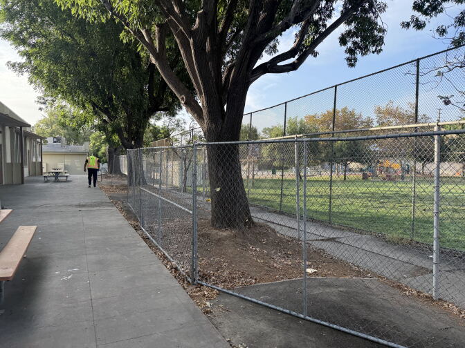A tree stands in a patch of soil surrounded by a chain link fence at an elementary school campus. 