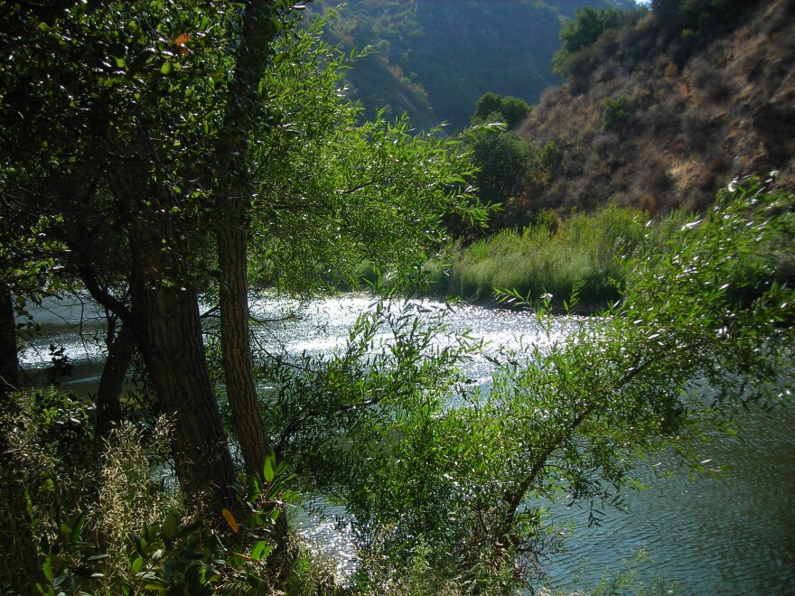 Lush green trees sway in the wind of the Los Padres National Forest. They swing over a glistening river, amid a backdrop of grassy hills covered in tan and green shrubs. The river is outlined by bushes of lush green grasses as if moving along a slow current.