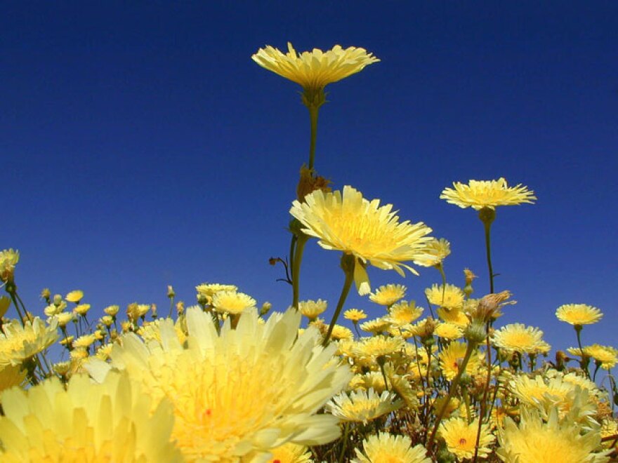 wildflowers-anza.jpg
